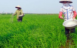 Bón phân Lâm Thao, có thêm 30kg thóc/sào