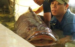 Cá mú nghệ siêu khủng, dài 1m6 bơi lượn ở Sài Gòn