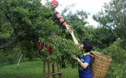 Làng homestay trên đất mận Bắc Hà