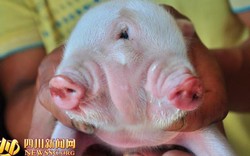 Lợn hai đầu ba mắt chào đời ở TQ