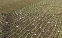 Dự án gạo hữu cơ đầu tiên của Việt Nam bị rao bán