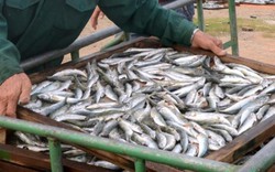 Bộ Y tế sẽ kiểm tra mức độ nhiễm độc của cá có phenol