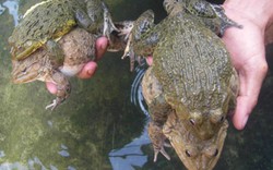 Bí quyết giúp ếch sinh sản bằng hệ thống phun mưa