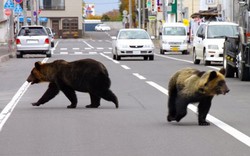 4 người Nhật bị gấu tấn công đến chết