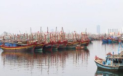 Đà Nẵng hỗ trợ ngư dân, tiểu thương ảnh hưởng bởi vụ cá chết