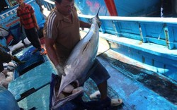 Cá ngừ đại dương ở Hoàng Sa, Trường Sa… liên tiếp bị “ép giá”