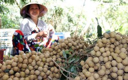 MDEC-Hậu Giang 2016 nóng với hạn hán, biến đổi khí hậu