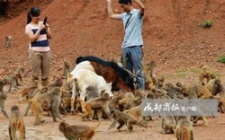 Độc đáo ngôi làng khách được chào đón bằng hàng trăm con khỉ