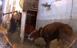 Úc lên án người Việt giết bò bằng búa tạ quai vào đầu