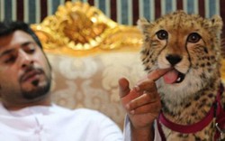Triệu phú trẻ Ả Rập khoe dàn thú dữ nuôi như chó nhà