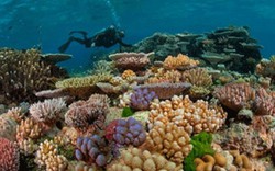 Hàng trăm hécta rạn san hô ở biển Côn Đảo bị tẩy trắng