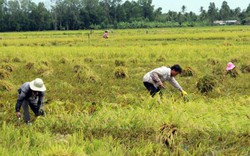 Lúa hè thu ách tắc đầu ra