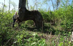 Giải mã hàng loạt cây lớn oằn 90 độ bí ẩn trong rừng Mỹ