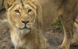 Rợn tóc gáy với trải nghiệm ngủ trong vườn thú sư tử