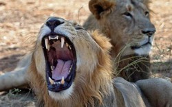 Ấn Độ phạt tù chung thân 3 sư tử ăn thịt người