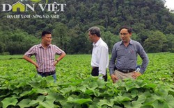 Sẽ có 900.000ha trồng rau an toàn