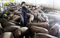 Gặt hái thành công nhờ nuôi lợn VietGap