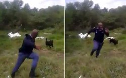 Video: Cảnh sát hoảng hồn bỏ chạy khi thấy rắn