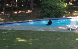 Mỹ: Nắng nóng kéo dài, gấu nâu mò vào bể bơi tắm