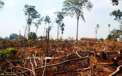 Đóng cửa rừng tự nhiên tại Tây Nguyên: Không để đại ngàn chảy máu