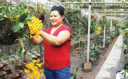 Nữ nông dân thăng hoa với lan rừng, thu vài tỷ đồng mỗi năm