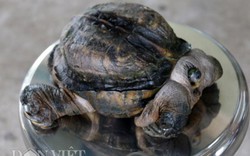 Truyền hình Đài Loan muốn tới Tiền Giang tìm hiểu con rùa "siêu dị"