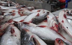 Cẩn trọng khi thương lái Trung Quốc mua cá tra “quá lứa”