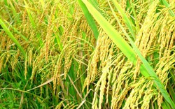 Cần xây dựng bộ tiêu chuẩn chất lượng gạo