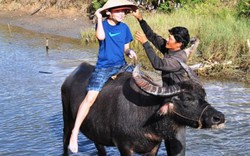 Du khách cưỡi trâu, tập làm nông dân