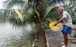 Nông dân vùng kênh Đông chưa mặn mà nuôi cá, tôm