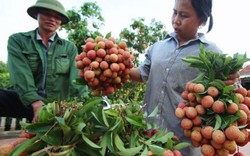 Nông nghiệp Việt Nam tăng trưởng âm