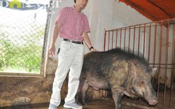 Trang trại lợn rừng NTC – Niềm tin nông sản hữu cơ của người Việt