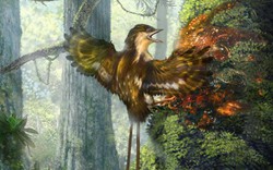 Cánh chim 60 triệu năm trước nguyên vẹn như còn sống