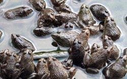 Thu nhập gần tỷ đồng mỗi năm nhờ nuôi ếch bằng.. tỏi