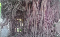 Kỳ lạ cây bồ đề "ôm gọn" đền thiêng