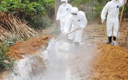 Quảng Ngãi: Tái phát dịch cúm gia cầm A/H5N1
