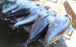 Khánh Hòa: Loay hoay “nâng tầm” cho cá ngừ đại dương