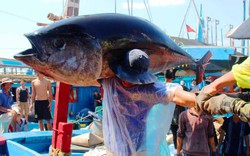 Ngày nghề cá Việt Nam 1.4 có từ bao giờ?