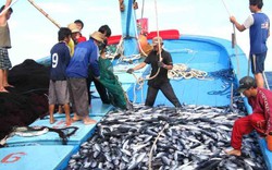 Choáng với ngư dân Bình Định: Cứ ra khơi là thành tỷ phú