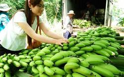 Trung Quốc tăng mua, giá chuối lên mức kỷ lục 10.000 đồng/kg