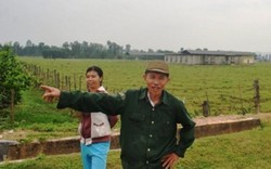 Dự án trồng chuối triệu đô ở Nghệ An biến thành nơi chăn thả bò