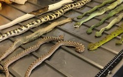 Úc: Mở gói hàng "2 đôi giày", tá hỏa thấy 11 con rắn
