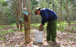 29.000 tỷ đồng cho Tây Nguyên “cất cánh”