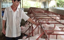 Lợn Việt sẽ sang Trung Quốc bằng đường chính ngạch