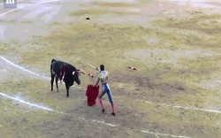 Bị bò tót 4 tạ húc xuyên họng, thủng lưỡi ở Tây Ban Nha