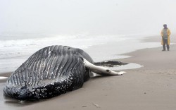 Mổ bụng cá voi khổng lồ bí ẩn dạt bờ biển Mỹ