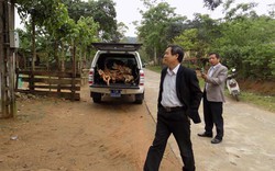 Giám đốc Trung tâm Y tế thừa nhận dùng xe công chở gỗ lậu
