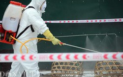 Quảng Ninh: Diễn tập phòng dịch cúm gia cầm khẩn cấp từ Trung Quốc