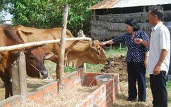 Quỹ hỗ trợ nông dân giúp nông dân làm giàu từ nông nghiệp