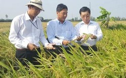 ThaiBinh Seed - Chất lượng sản phẩm là linh hồn của doanh nghiệp!